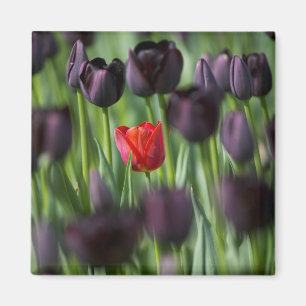 Íman Tulipas nos Jardins Keukenhof, Amsterdã,