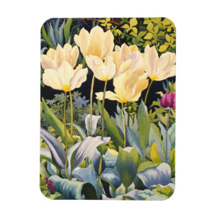 Íman Tulipas pálidas