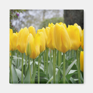Íman Tulipas primavera amarelas