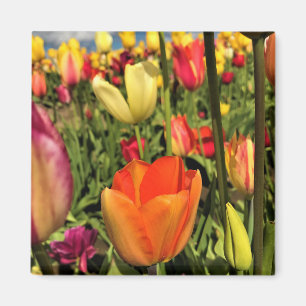 Íman Tulipas Primavera coloridas