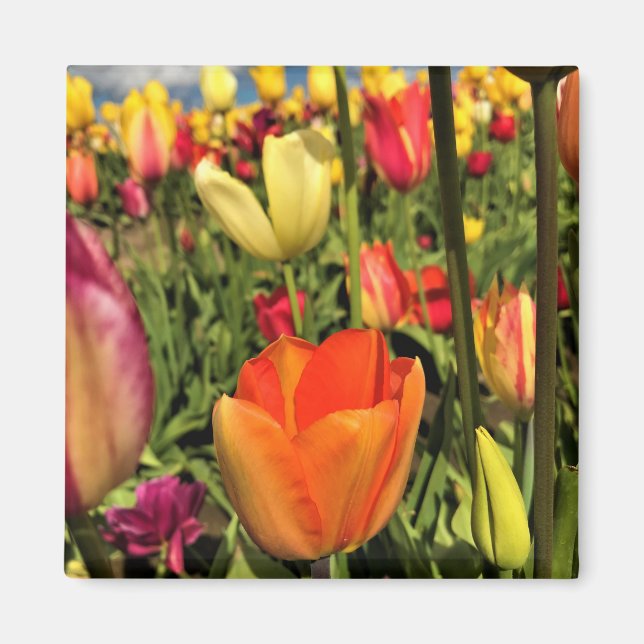 Íman Tulipas Primavera coloridas (Frente)