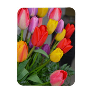 Íman Tulipas primavera coloridas