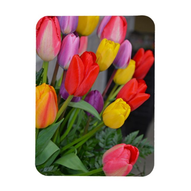 Íman Tulipas primavera coloridas (Vertical)