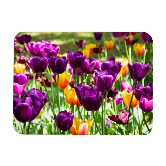 Íman Tulipas púrpura e amarelas cúbicas (Horizontal)