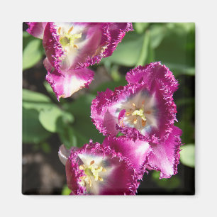 Íman Tulipas púrpuras e brancas no jardim
