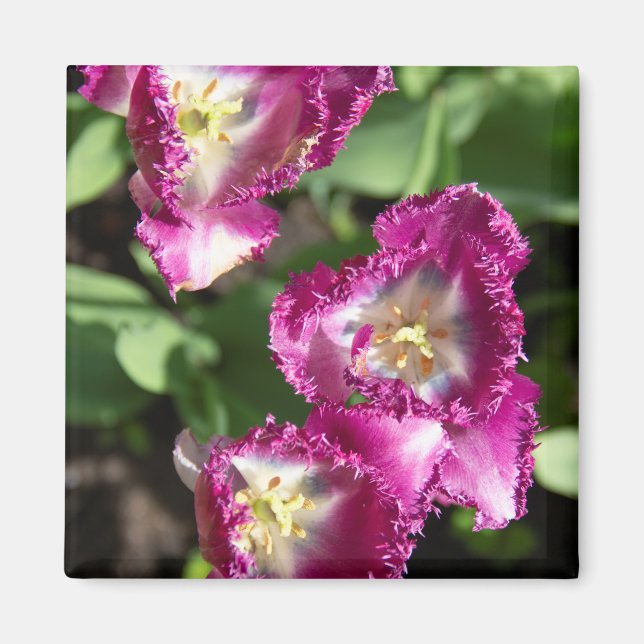 Íman Tulipas púrpuras e brancas no jardim (Frente)