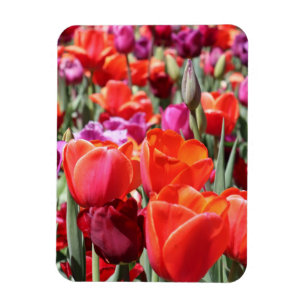 Íman Tulipas Quentes Quentes