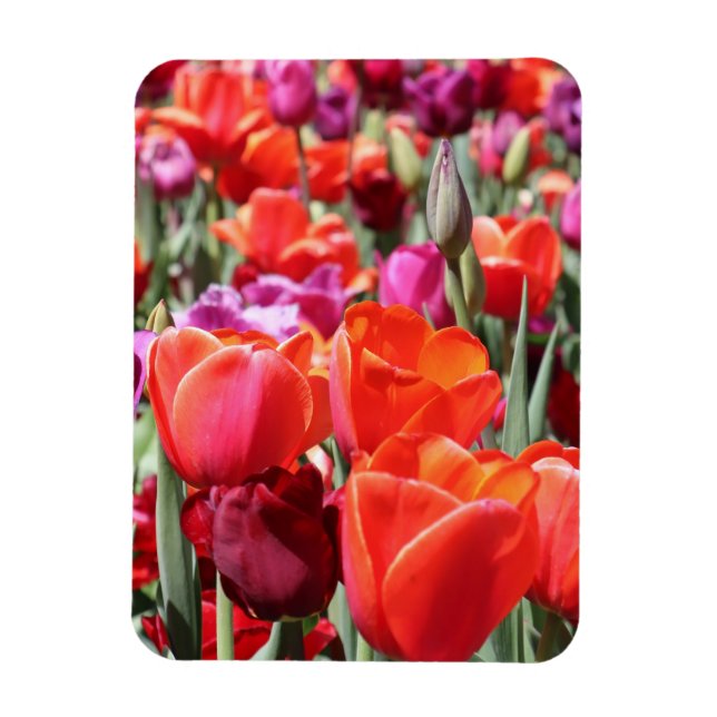 Íman Tulipas Quentes Quentes (Vertical)