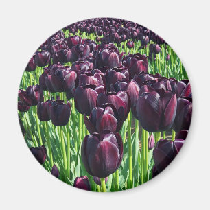 Íman Tulipas Rainha da Noite