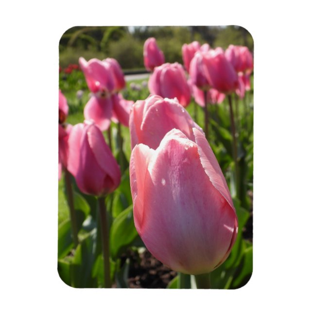 Íman Tulipas Rosa (Vertical)