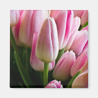 Íman Tulipas Rosa