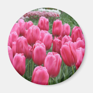 Íman Tulipas Rosa