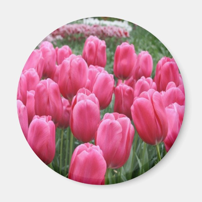 Íman Tulipas Rosa (Frente)