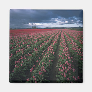 Íman Tulipas rosa brilhante e vermelho brilham sob o es