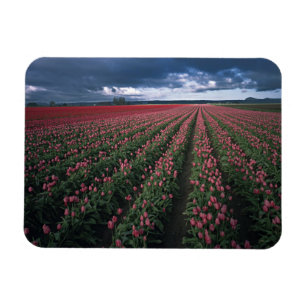 Íman Tulipas rosa brilhante e vermelho brilham sob o es