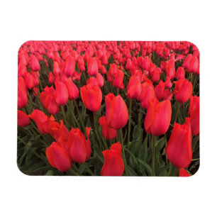 Íman Tulipas Rosa Corais