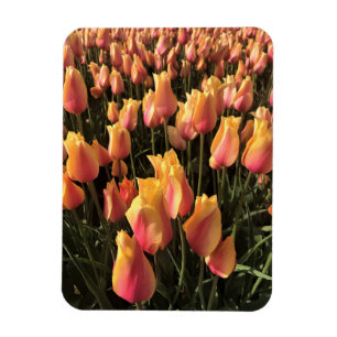 Íman Tulipas Rosa e Amarelo Bonitas