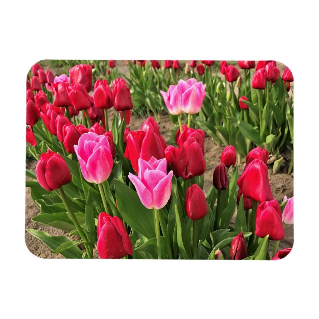 Íman Tulipas Rosa e Vermelha (Horizontal)