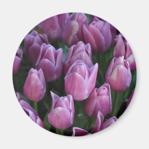 Íman Tulipas roxas do primavera