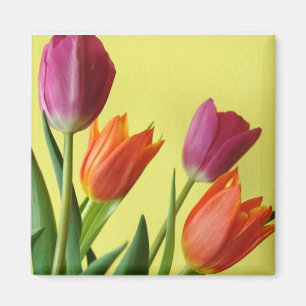 Íman Tulipas Roxas E Oranas