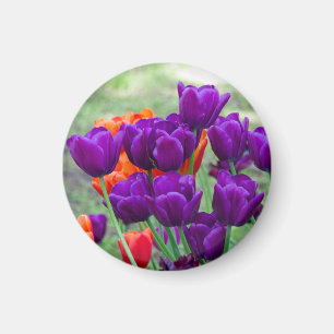 Íman Tulipas roxas escuras