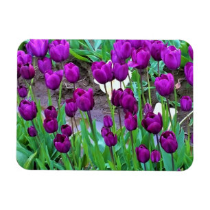 Íman Tulipas Roxas, Oregon