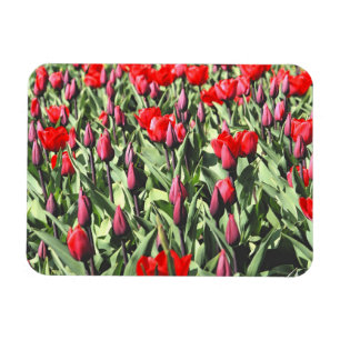 Íman Tulipas vermelhas