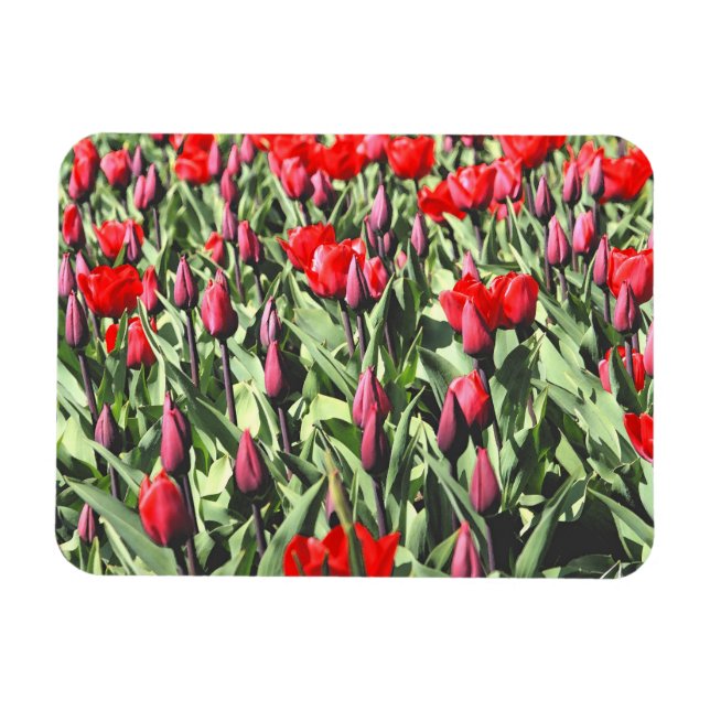 Íman Tulipas vermelhas (Horizontal)
