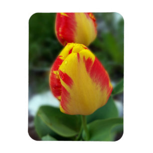 Íman tulipas vermelhas amarelas