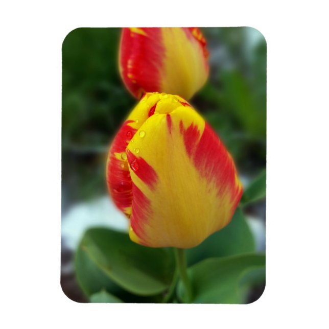 Íman tulipas vermelhas amarelas (Vertical)