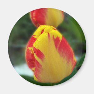 Íman tulipas vermelhas amarelas