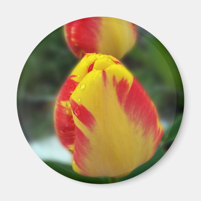 Íman tulipas vermelhas amarelas (Frente)