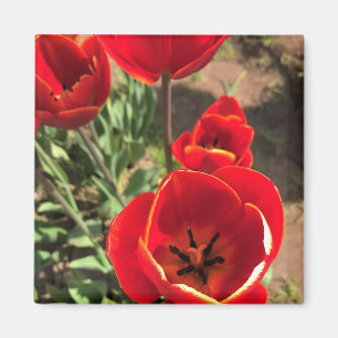 Íman Tulipas Vermelhas dentro