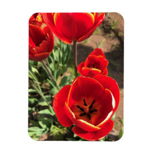 Íman Tulipas Vermelhas dentro