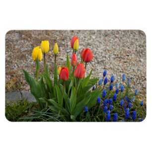Íman Tulipas Vermelhas e Amarelas