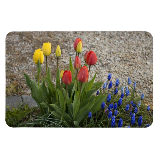 Íman Tulipas Vermelhas e Amarelas (Horizontal)