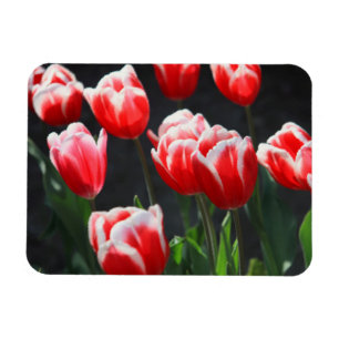 Íman Tulipas vermelhas e brancas