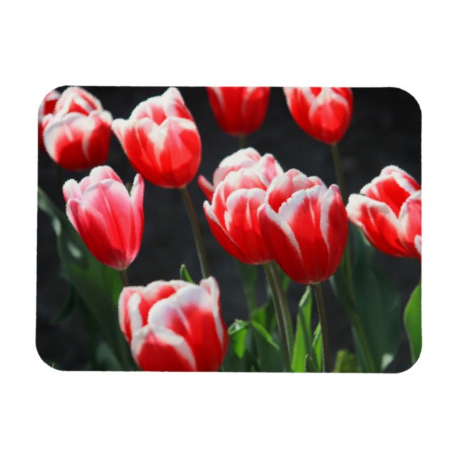Íman Tulipas vermelhas e brancas (Horizontal)