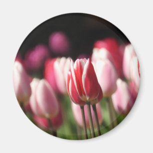 Íman Tulipas Vermelhas e Brancas e Rosa