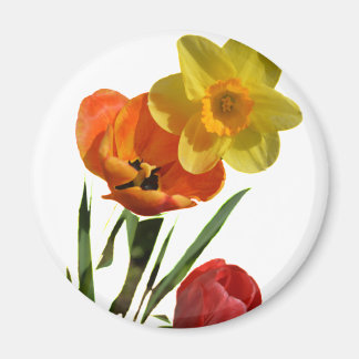 Íman Tulipas vermelhas e flores de narciso amarelo