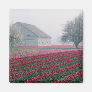 Íman Tulipas vermelhas e rosadas cumprimentam o dia em 