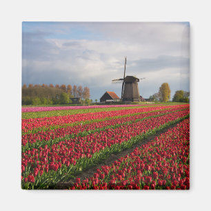 Íman Tulipas vermelhas e um moinho de vento