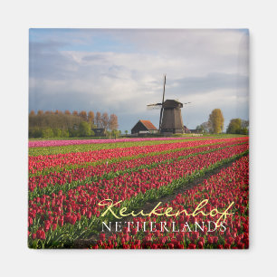 Íman Tulipas vermelhas e um moinho de vento