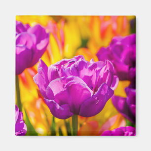 Íman Tulips Enchanting Violet