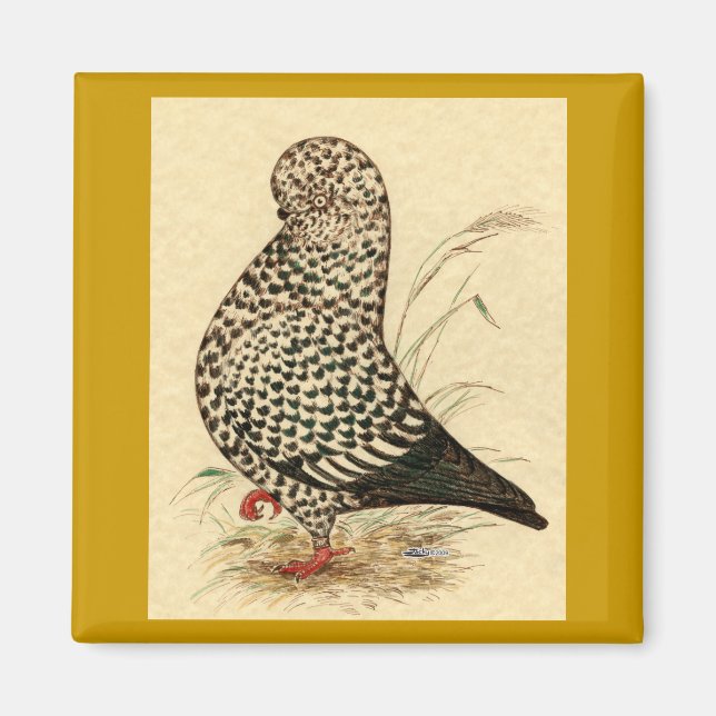 Íman Tumbler Pigeon LFCL Splash (Frente)