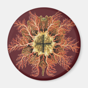 Íman Tunicado Náutico Ernst Haeckel Arte da Vida no Mar