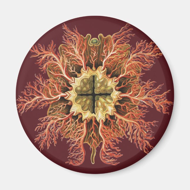 Íman Tunicado Náutico Ernst Haeckel Arte da Vida no Mar (Frente)