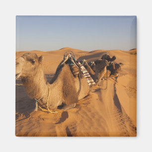 Íman Tunísia, Área Ksour, Ksar Ghilane, Grand Erg 5