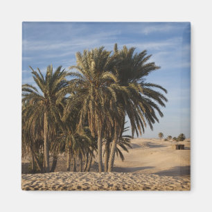Íman Tunísia, Deserto do Saara, Douz, Grande Duna, palm