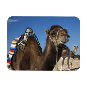 Íman Tunísia, Deserto do Saara, Douz, Zona Turística,